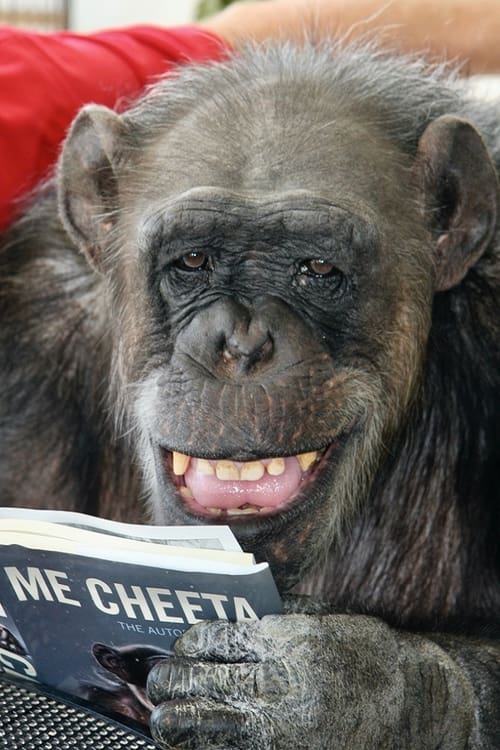 Cheeta the Chimp filmek