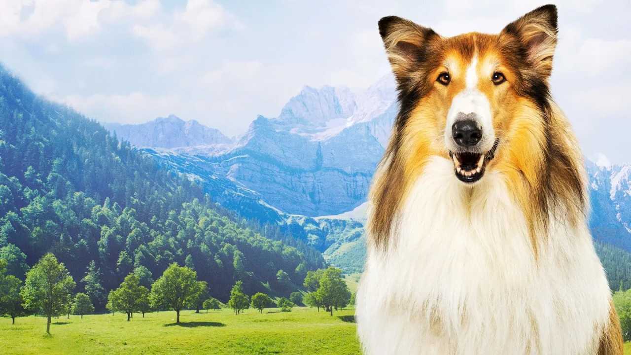 Lassie - Állati mentőakció online