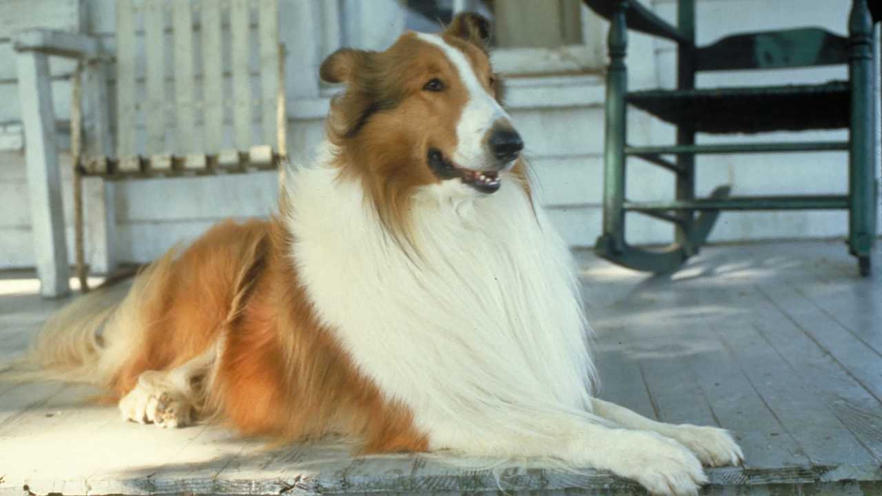 Lassie- Az igazi barát online