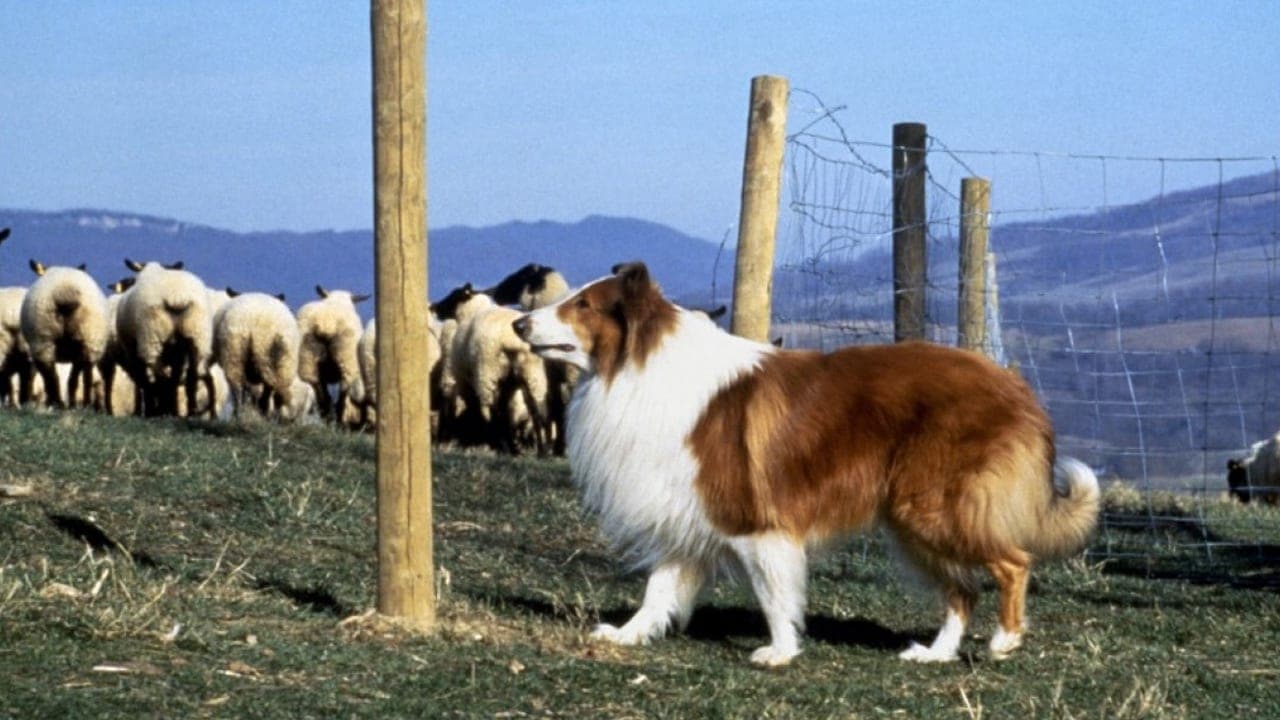 Lassie- Az igazi barát online