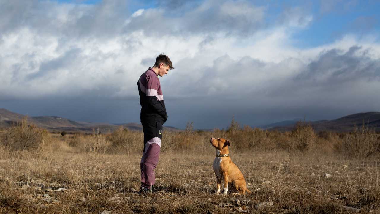 Chien de la casse online