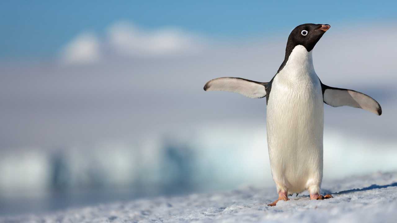 Pingvinek online
