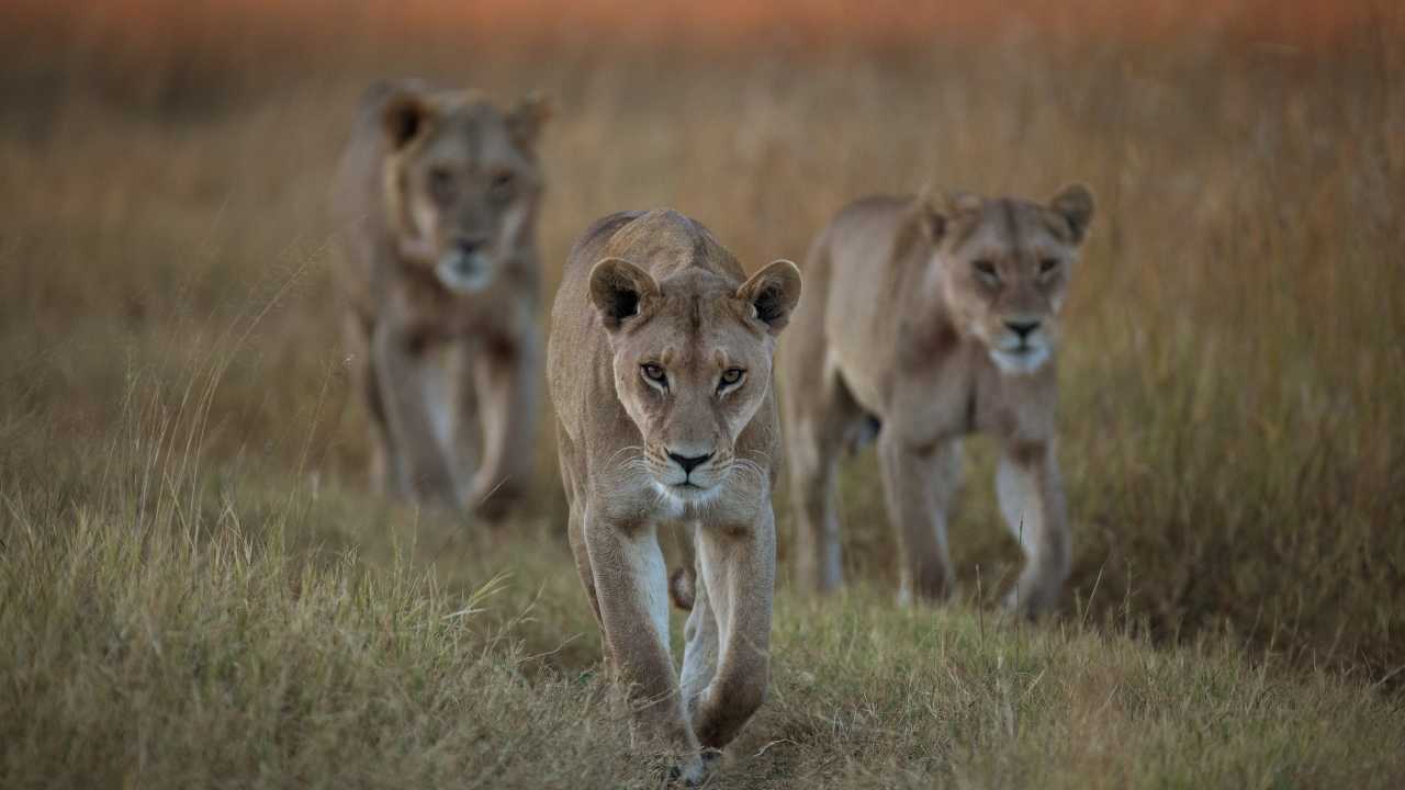 Élet az Okavango-delta környékén online