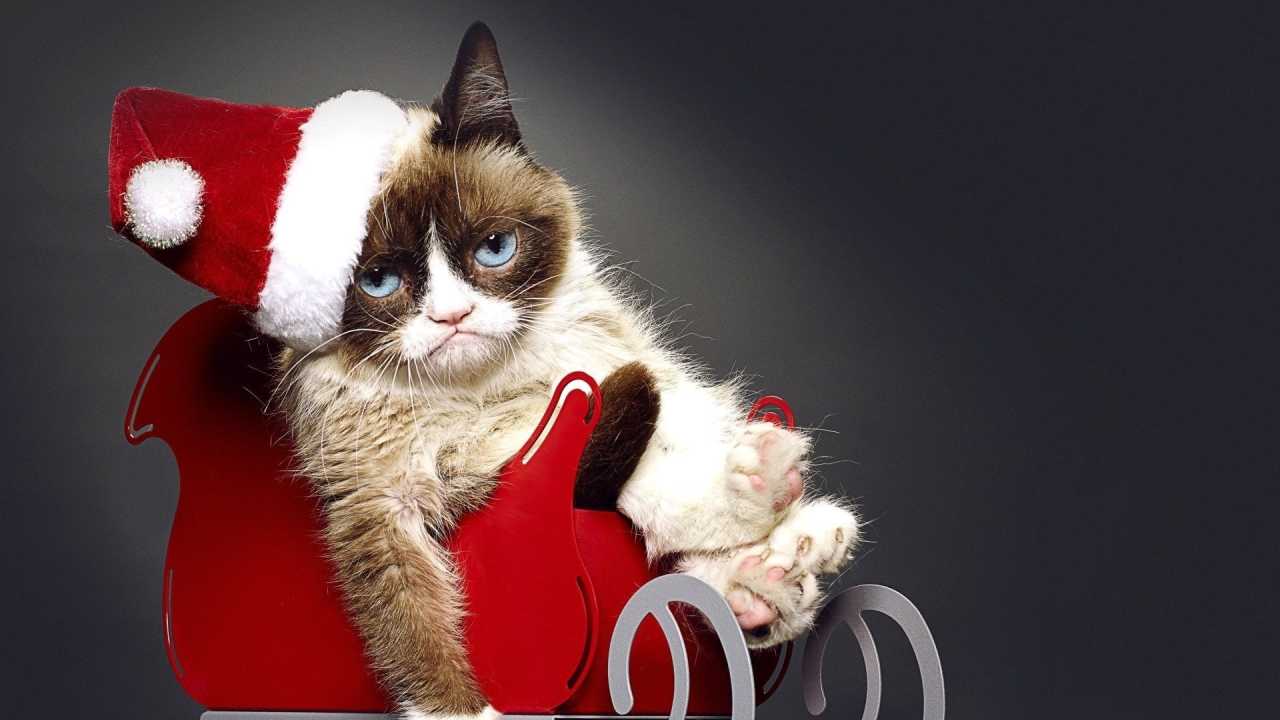 Grumpy Cat legrosszabb karácsonya online