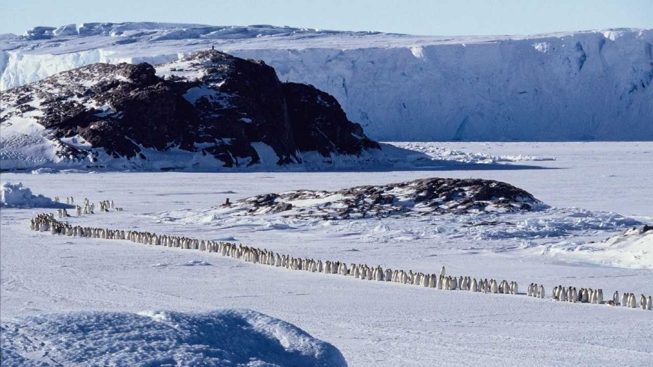Pingvinek vándorlása online