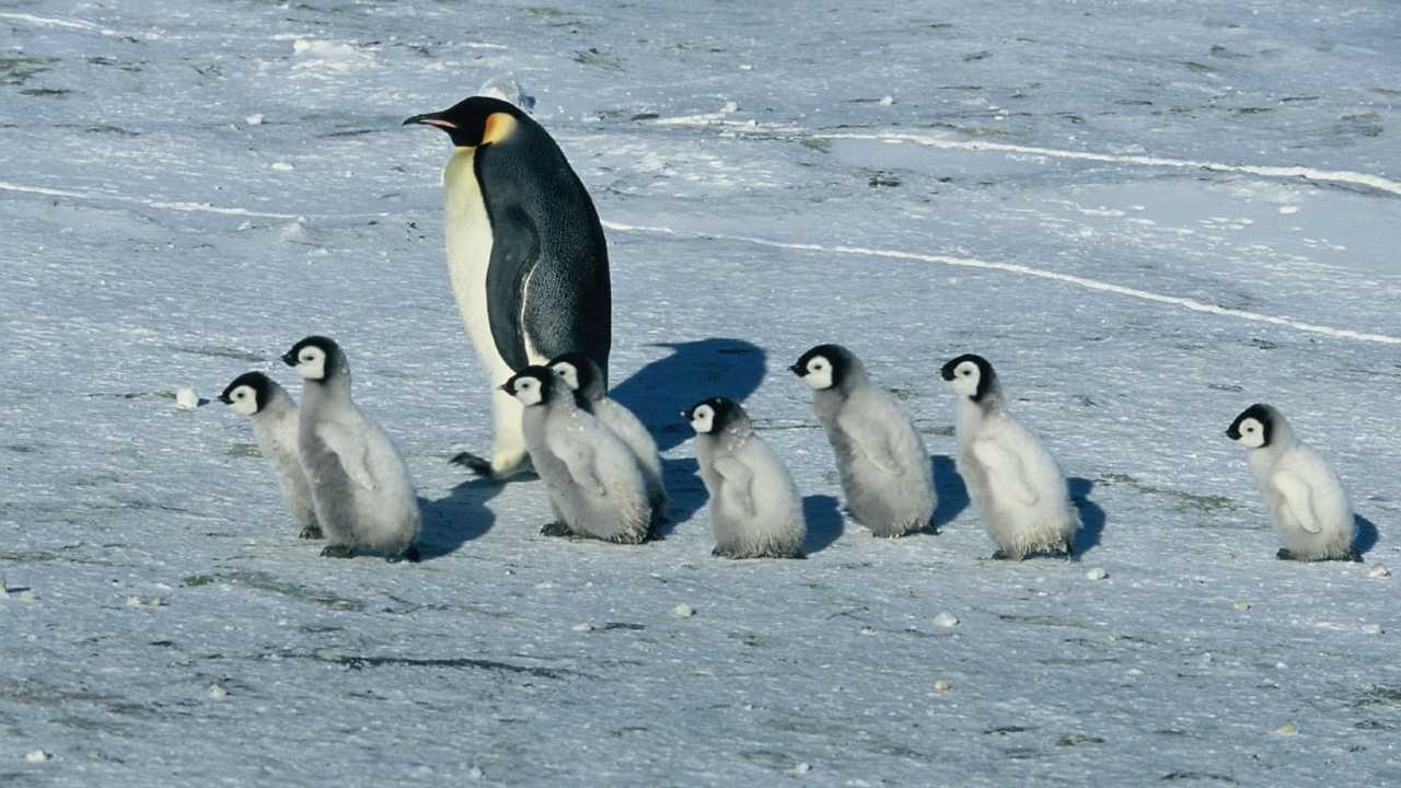 Pingvinek vándorlása online