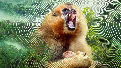 David Attenborough: A hangok titokzatos világa 1. évad Szerelmek és riválisok online