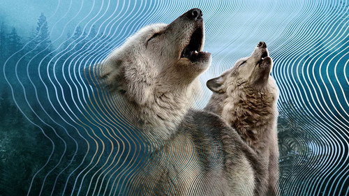 David Attenborough: A hangok titokzatos világa 1. évad Találd meg a hangod online
