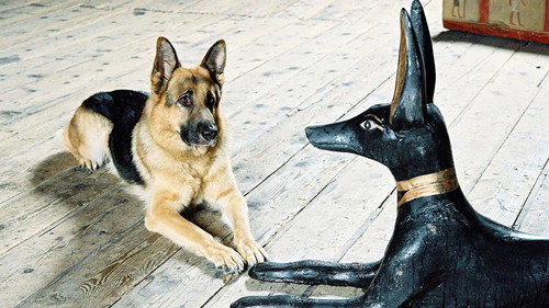 Rex felügyelő 8. évad 13. epizód online