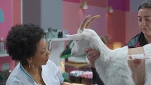 Animal 1. évad 7. epizód online