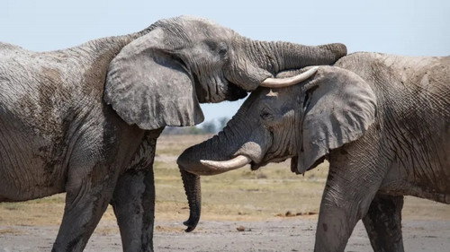 Afrika: A Föld vad otthona 1. évad 5. epizód online
