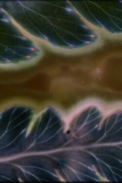 Phytophonics poszter