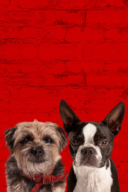 Kivert kutyák teljes film
