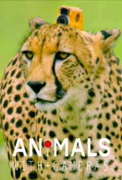Animals with Cameras online