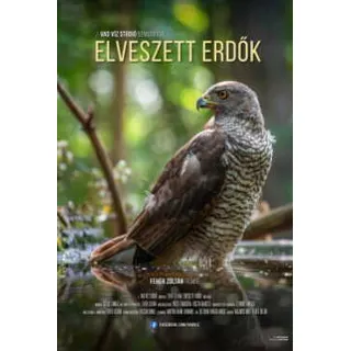 Elveszett erdők poszter